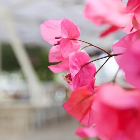 ホテル Melek ボズブルン