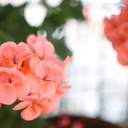 Hotel Melek Bozburun